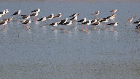 A-flock-facing-the-wind-while-standing-in-the-water-as-they-preen-and-enjoy-the-sun,-Black-winged-Stilt-Himantopus-himantopus-Thailand