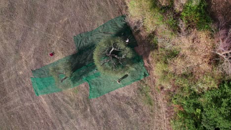 Large-olive-tree-being-harvested-by-people-surrounded-by-green-cloth-on-ground,-aerial