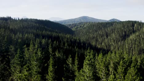 Reforestation-with-mature-pine-tree-woodland-on-rolling-hills,-aerial
