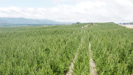Rows-of-young-pine-trees-in-reforestation-wood-plot,-aerial