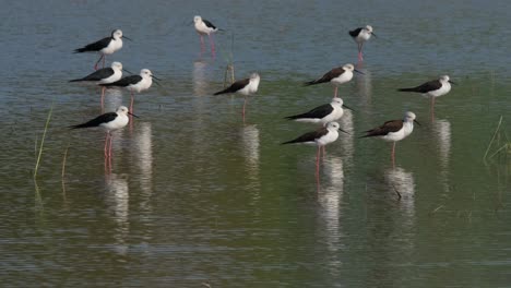 An-individual-walks-to-the-left-and-they-all-face-to-the-right-basking-under-the-morning-sun,-Black-winged-Stilt-Himantopus-himantopus-Thailand