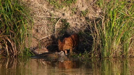 Seen-feeding-on-the-carcass-of-a-Sambar-Deer-while-an-Asian-Monitor-Lizard-works-hard-for-its-share,-Whistling-Dog-Cuon-alpinus,-Khao-Yai-National-Park,-Thailand