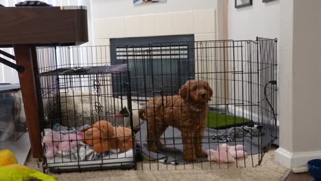 Pet-Owner-Puts-Female-Mini-Goldendoodle-Puppy-Into-Pen-In-The-House