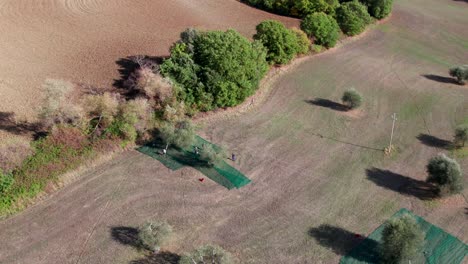 Olive-tree-orchard-during-harvest-season,-green-cloth-around-trees,-aerial