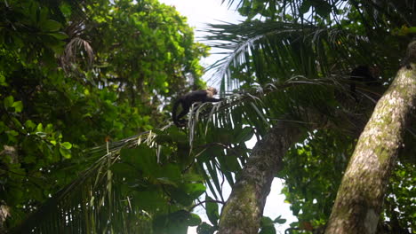 Wild-capuchin-white-faced-monkey-climbing-in-a-tropical-forest-in-Central-America