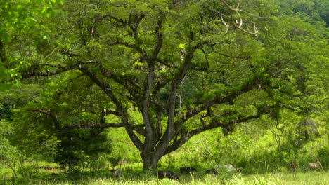 El-árbol-Madre-De-La-Vida-En-Una-Selva-Tropical-Proporciona-Sombra-Para-El-Pastoreo-De-Ganado