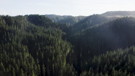Mountainous-valley-with-mature-tall-pine-trees,-forestry-management,-aerial