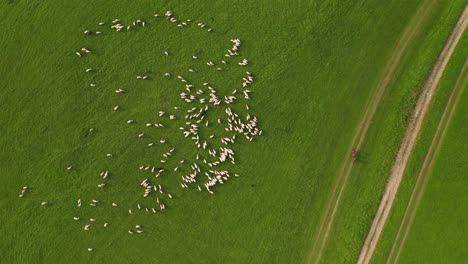 Aerial-top-down-view-of-sheep-on-a-farm