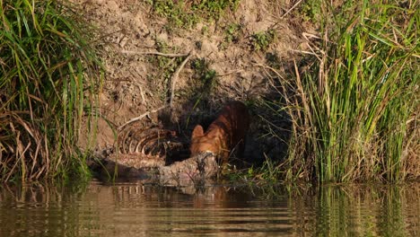 Enjoying-its-meal-from-the-Sambar-Deer's-carcass-then-looks-around,-Whistling-Dog-Cuon-alpinus,-Khao-Yai-National-Park,-Thailand