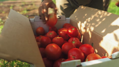 Rote-Tomaten-In-Eine-Kiste-Packen