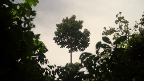 Ein-Mutterheilerbaum-Erstreckt-Sich-Wie-Ein-Einsamer-Wachposten-über-Dem-Dschungeldach