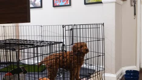 Owner-Puts-Mini-Goldendoodle-Puppy-Inside-Her-Pen-For-Training-With-Positive-Punishment-or-Negative-Reinforcement-In-The-House