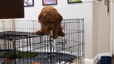 Adorable-Mini-Goldendoodle-Puppy-Climbs-And-Escapes-Out-Of-Her-Pen,-Home-Alone-She-Breaks-Out-and-Jumps-Into-Livingroom