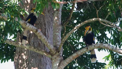 One-on-the-left-hiding-behind-a-branch-then-jumps-towards-the-right-then-they-both-move-to-the-left-to-fly-away,-Great-Hornbill-Buceros-bicornis,-Khao-Yai-National-Park,-Thailand