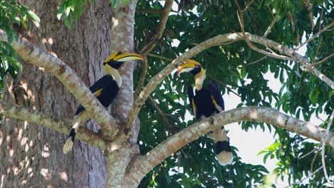 Facing-each-other-one-covered-by-a-branch-on-the-right-while-they-rest-during-a-windy-day,-Great-Hornbill-Buceros-bicornis,-Khao-Yai-National-Park,-Thailand