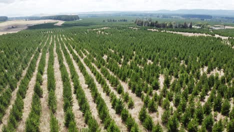 Replanted-pine-trees-in-perfect-rows,-reforestation-concept-of-woodland-environment,-aerial
