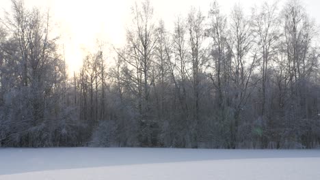 Snowfall-in-winter-forest-scenery,-slow-motion-tilt-down