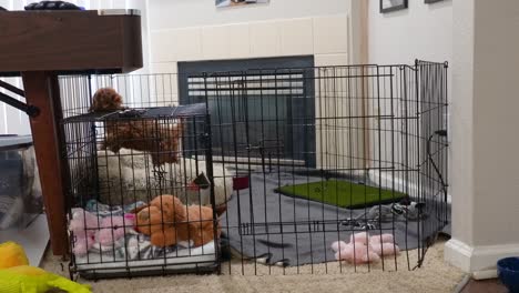 Mini-Cachorro-Goldendoodle-Solo-En-Casa-Tratando-De-Encontrar-La-Salida-Del-Corral