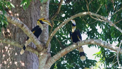 Both-perched-on-the-branch-opposite-to-each-other-as-they-talk-about-their-future-family,-Great-Hornbill-Buceros-bicornis,-Khao-Yai-National-Park,-Thailand