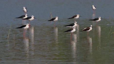 A-flock-resting-at-a-wetland-and-then-an-individual-preens-and-shakes-its-body-at-the-background,-Black-winged-Stilt-Himantopus-himantopus-Thailand