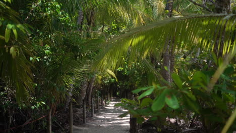 Dreamy-pathway-to-the-beach-through-a-tropical-forest-in-paradise