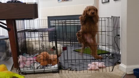 Female-Mini-Goldendoodle-Successfully-Climbs-Out-Of-Her-Pen-At-Home