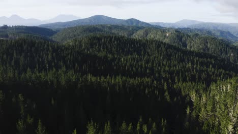 Forestry-management-impact-on-nature,-mature-pine-forest-on-hills,-aerial