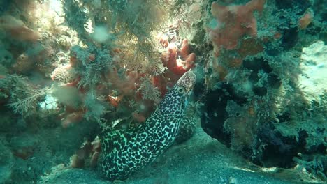 Curious-Spotted-Moray-Eel-in-Degraded-Reef,-Slow-Motion,-2K