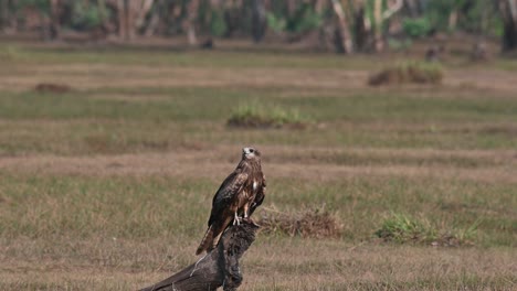 An-individual-on-a-root-of-a-tree-in-the-middle-of-the-grassland-looking-around-as-others-flyby,-Black-eared-Kite-Milvus-lineatus-Pak-Pli,-Nakhon-Nayok,-Thailand