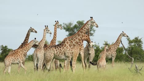 Beautiful-wide-shot-of-a-big-herd-of-giraffes-standing-on-the-lush-green-plains,-Greater-Kruger
