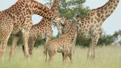 Medium-shot-of-a-male-giraffe-smelling-a-female-backside,-Greater-Kruger