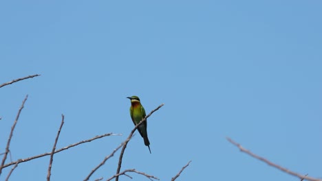 Seen-on-top-of-some-twigs-looking-around-for-a-prey,-lovely-blue-sky-for-a-background,-Blue-tailed-Bee-eater-Merops-philippinus,-Thailand
