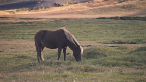 Chestnut-icelandic-horse-grazing-alone-in-a-grass-field-at-sunset