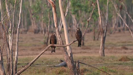 Two-individuals-perched-on-a-dry-branch-extending-out-at-a-Eucalyptus-tree-forest,-Black-eared-Kite-Milvus-lineatus-Pak-Pli,-Nakhon-Nayok,-Thailand