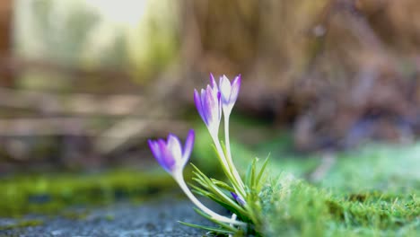 A-close-up-video-with-a-shallow-depth-of-field-of-a-fresh-purple-crocus-flower-emerging-in-spring-in-a-garden-and-gently-catching-and-moving-in-the-breeze