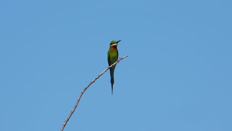 Seen-on-the-tip-of-a-twig-looking-around-for-some-bees-to-eat-flying-by-and-the-background-is-super-blue,-Blue-tailed-Bee-eater-Merops-philippinus,-Thailand