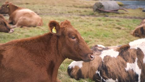 Brown-cow-and-rest-of-the-herd-lying-in-the-grass-in-wind,-Iceland