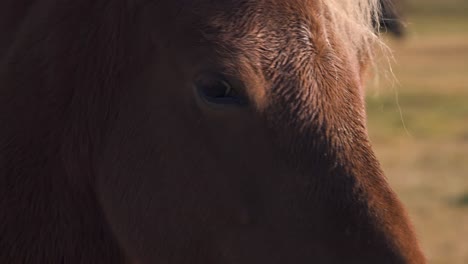 Close-up-of-the-head-of-a-chestnut-icelandic-horse-in-evening-breeze