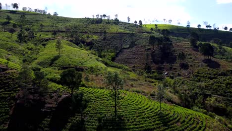 Overtake-Shot-Of-Majestic-Nuwara-Eliya-Tea-Plantation-Hill-Side-,-Sri-Lanka