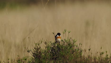 European-Stonechat-Perched-On-Top-Of-Bush-With-Bokeh-Background