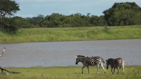 Extreme-wide-shot-of-plains-zebras-grazing-along-a-waterhole,-Greater-Kruger