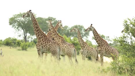Wide-shot-of-a-herd-of-giraffe-standing-in-the-Greater-Kruger