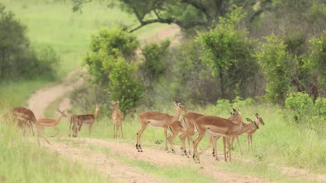 Wide-shot-of-a-herd-of-impalas-running-across-the-road,-Greater-Kruger
