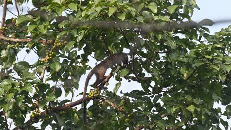 Seen-going-up-towards-the-right-then-back-to-the-left-while-choosing-the-right-fruit-to-eat,-Three-striped-Palm-Civet-Arctogalidia-trivirgata,-Thailand