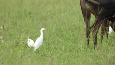 Wide-shot-of-two-cattle-egrets-following-blue-wildebeests,-Greater-Kruger