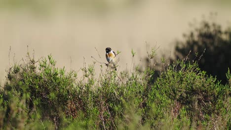 European-Stonechat-Perched-On-Top-Of-Bush-With-Bokeh-Background