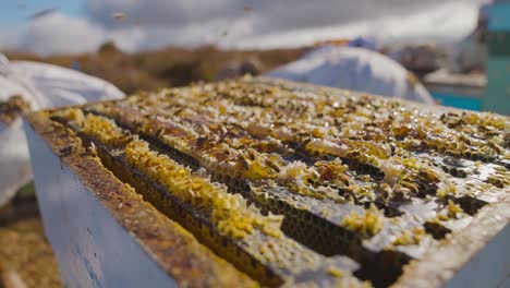 Offener-Langstroth-Bienenstock-Mit-Herumfliegenden-Bienen,-Bedeckt-Mit-Brutwaben-Auf-Den-Rahmen