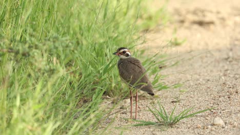 Wide-shot-of-a-bronze-winged-courser-standing-on-the-ground,-Greater-Kruger