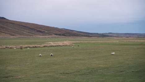 Flock-of-icelandic-sheep-grazing-on-grass-plains-in-Kolugljufur-canyon