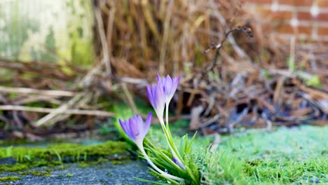 A-close-up-of-a-fresh,-purple-crocus-flower-emerging-in-spring-in-a-garden-whilst-gently-catching-and-moving-in-the-breeze-with-a-brick-wall-in-the-background